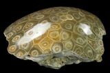 Polished Fossil Coral (Actinocyathus) - Morocco #136303-2